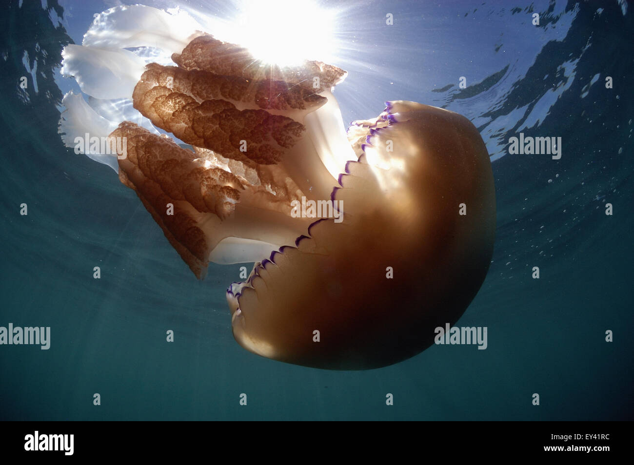 Les Méduses Rhizostoma pulmo , Canon Banque D'Images