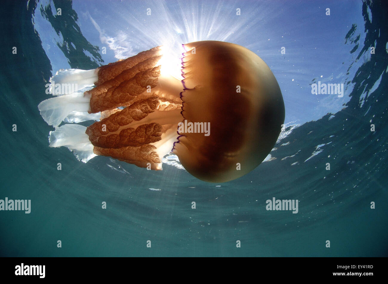 Les Méduses Rhizostoma pulmo , Canon Banque D'Images