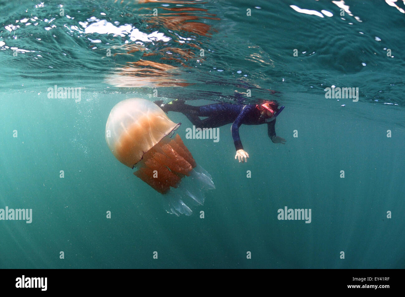Boy snorkeling avec orgue de méduses Rhizostoma pulmo , , Banque D'Images