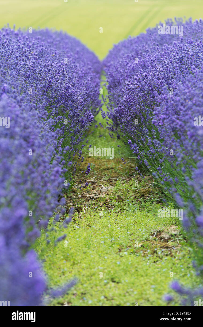 À entre-deux rangées de fleurs de lavande à Snowshill ferme, Gloucestershire, Angleterre Banque D'Images