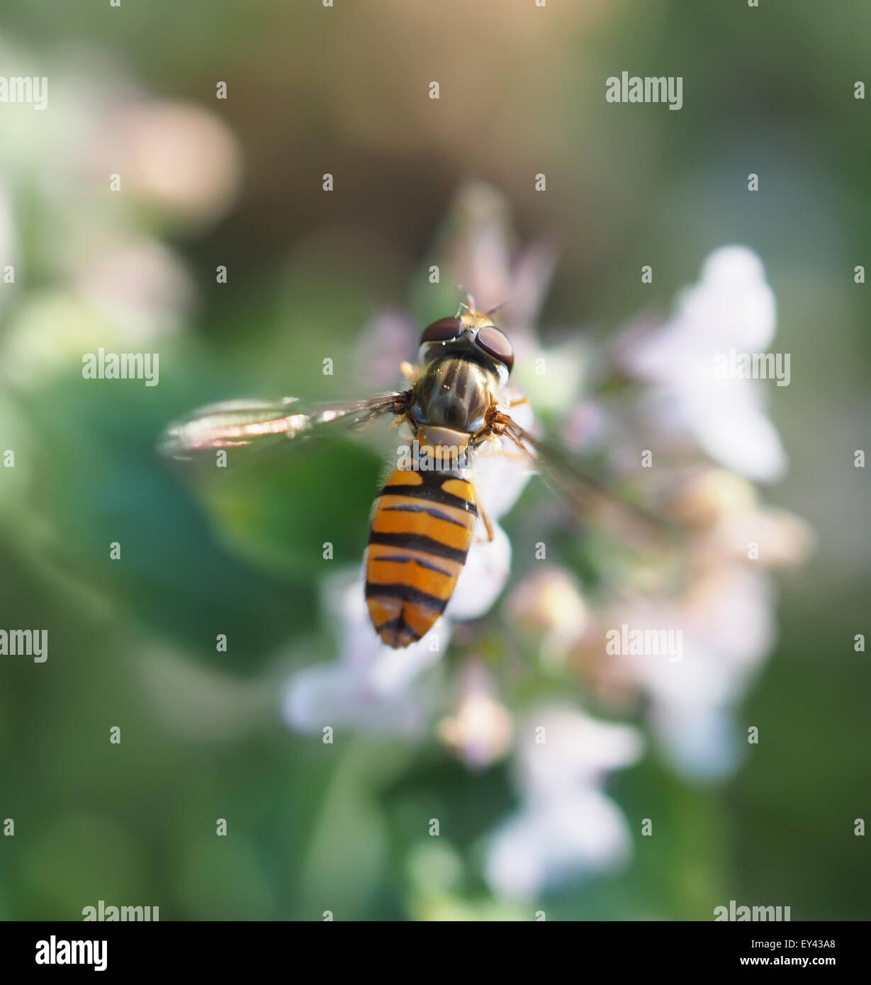 Hoverfly en forêt Banque D'Images