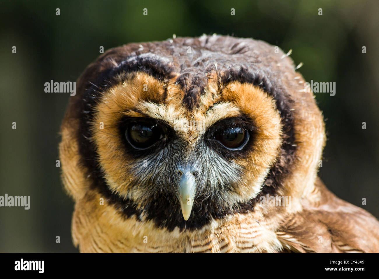 Asian brown owl, ou Brown Owl Strix leptogrammica (bois), le Centre de Hawking, Doddington, Kent, UK Banque D'Images