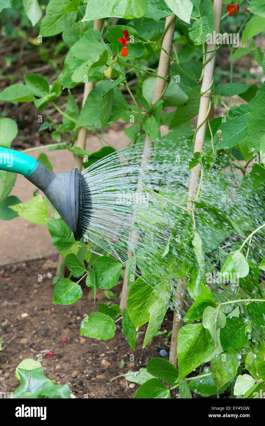 Arroser les haricots d'Espagne avec un arrosoir dans un jardin potager Banque D'Images