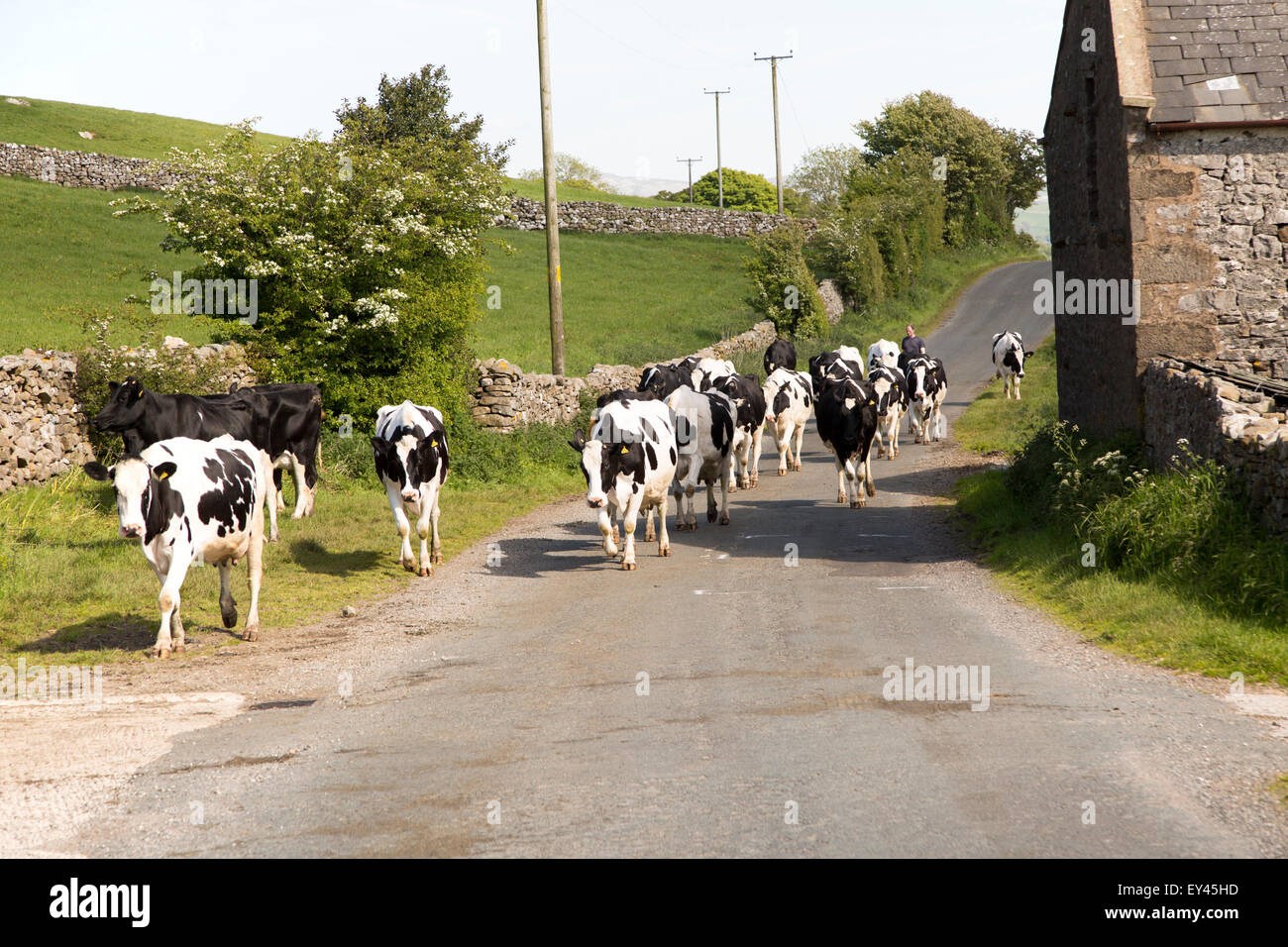 Passage de bovins accueil pour la traite, près de Clapham, Yorkshire Dales national park, England, UK Banque D'Images