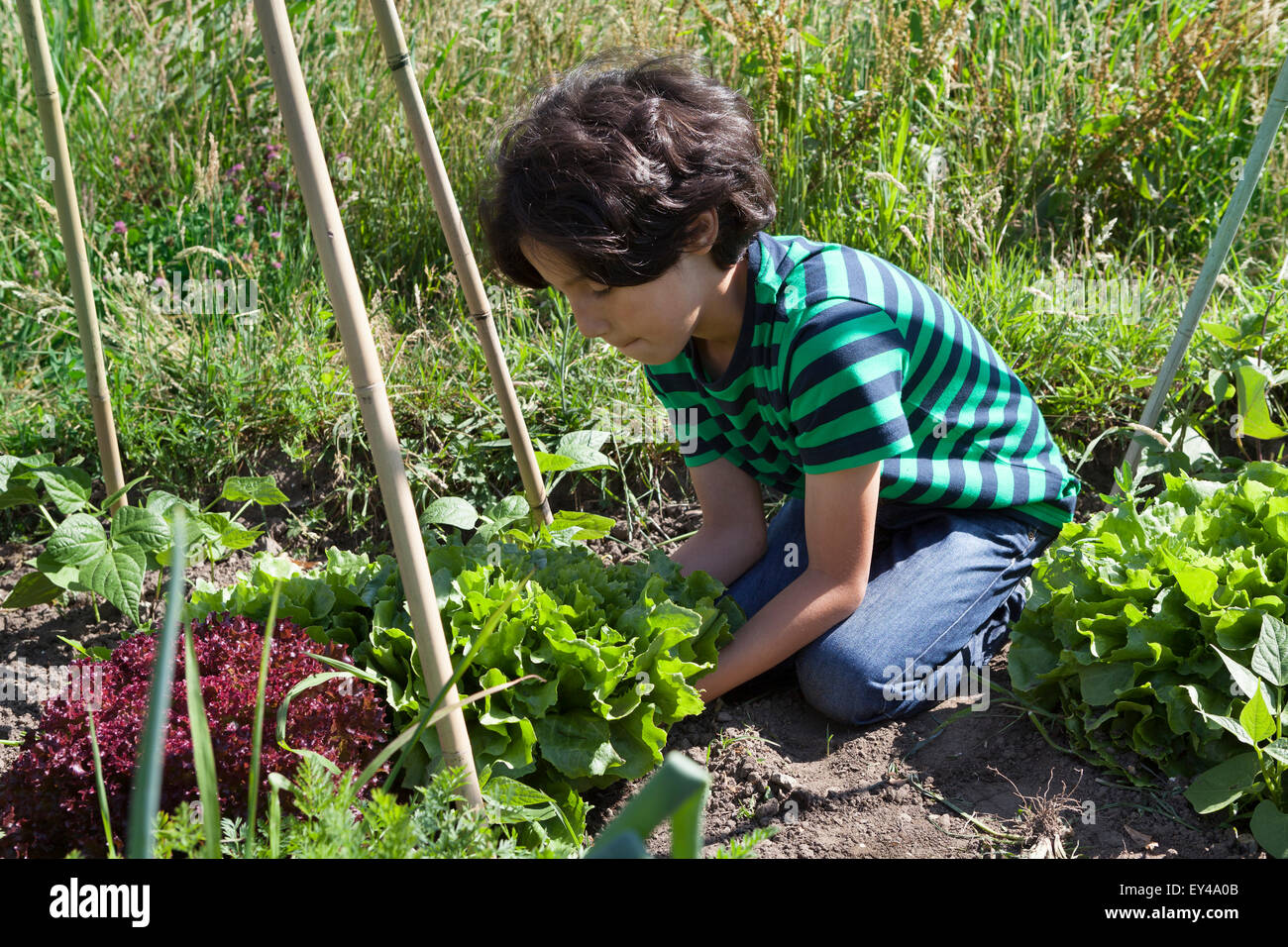 Petit garçon dans le potager creuser vers le haut frais vert endive Banque D'Images