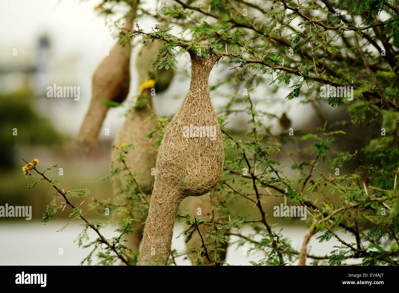 Baya weaver nest Banque D'Images