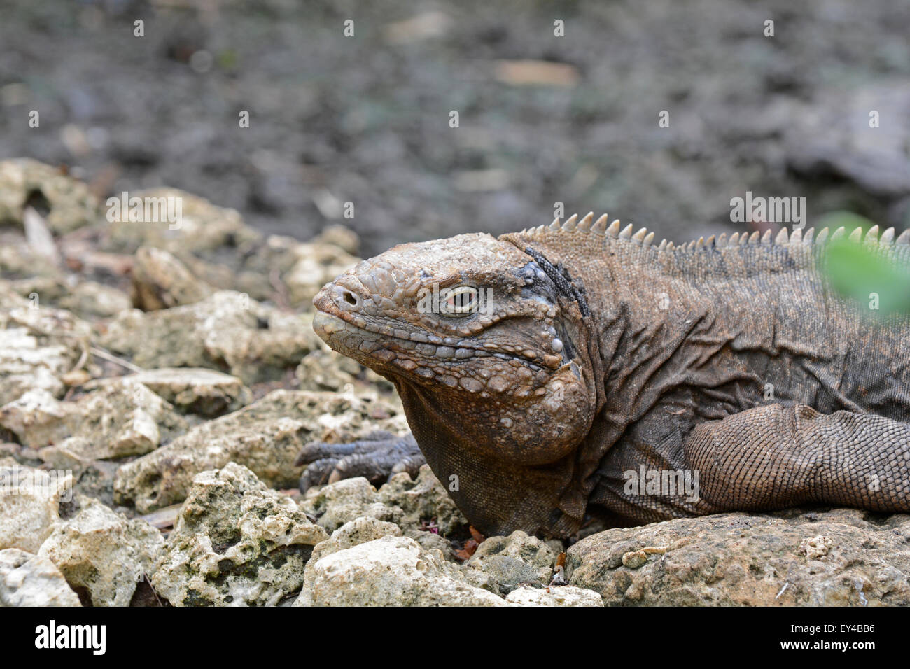 Rock cubain : iguane Cyclura nubila Banque D'Images