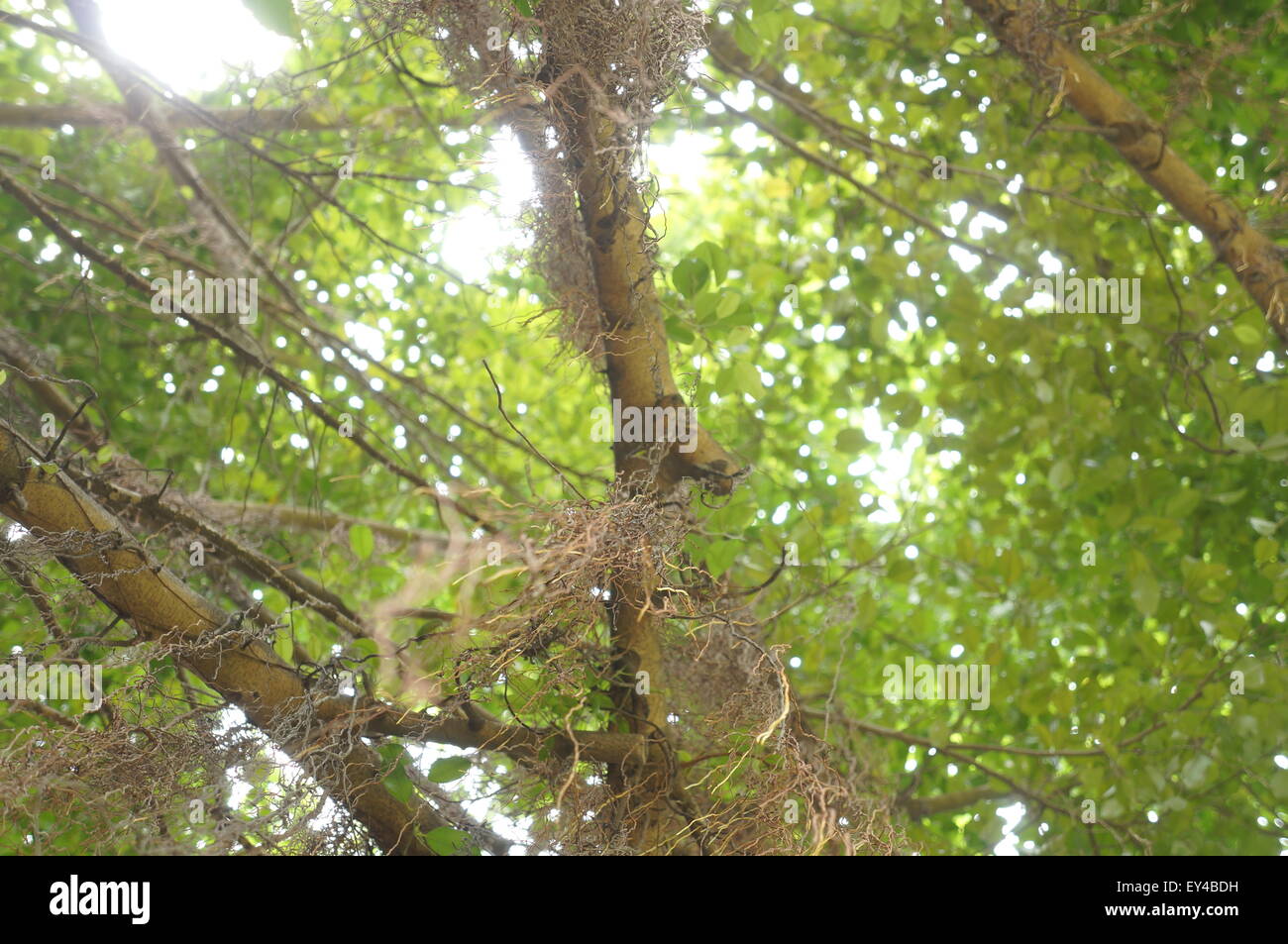 Haut de l'arbre supérieur de la direction générale Environnement vert photo Banque D'Images