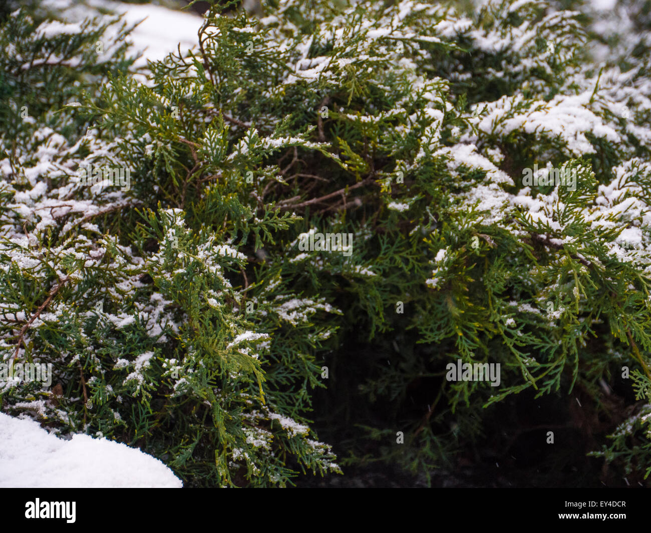 Green pin conifères arbre branche avec de la neige Banque D'Images