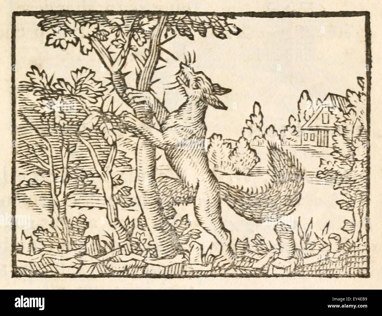 'Le renard et le buisson d' fable d'Ésope (vers 600 avant JC). 17e siècle gravure sur bois illustrant les Fables d'Ésope. Voir la description pour plus d'informations. Banque D'Images