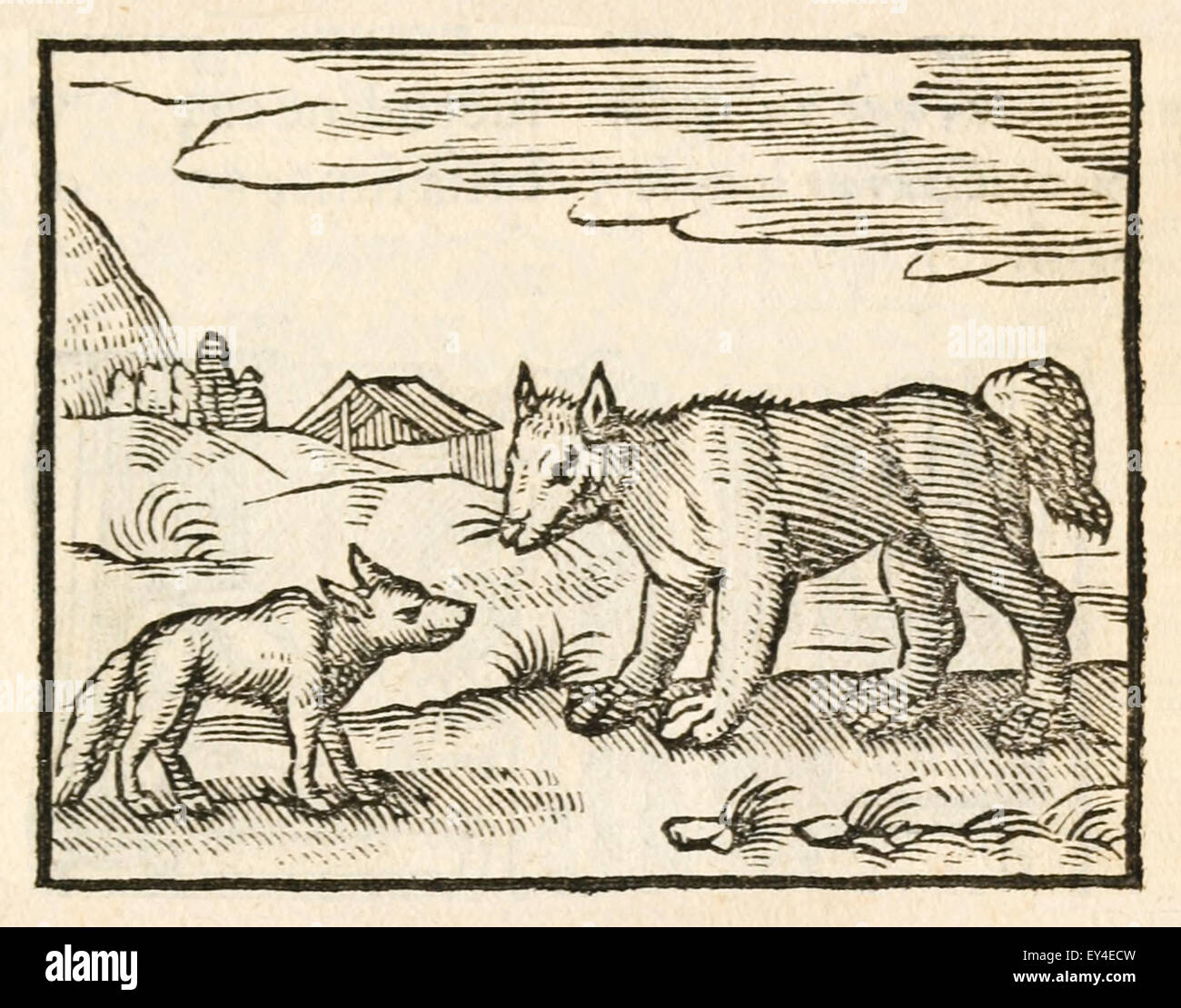 "Le chien et le loup' fable d'Ésope (vers 600 avant JC). Un loup affamé rencontre un chien bien nourri et compliments pour son élégance. Le chien décrit sa vie de facilité et invite le loup à le rejoindre. Comme ils vont sur leur chemin, le loup se demande pourquoi la fourrure sur le cou du chien est usée. Il répond que c'est simplement causé par le col qu'il a à porter à la maison. Le loup puis le quitte, déclarant qu'un ventre plein est un mauvais prix à payer pour la liberté. 17e siècle gravure sur bois illustrant les Fables d'Ésope. Voir la description pour plus d'informations. Banque D'Images