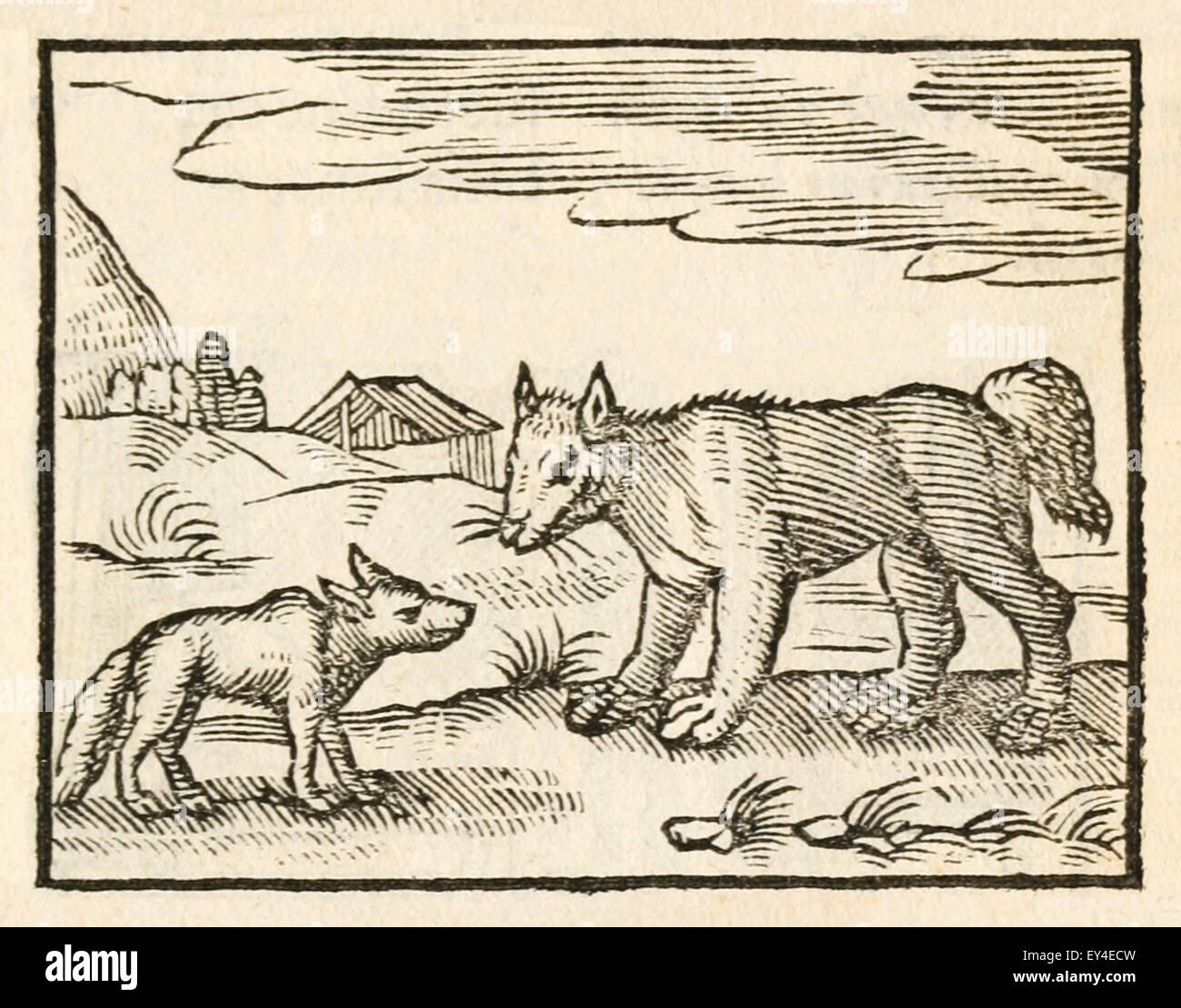 Le Chien Et Le Loup Fable Désope Vers 600 Avant Jc Un