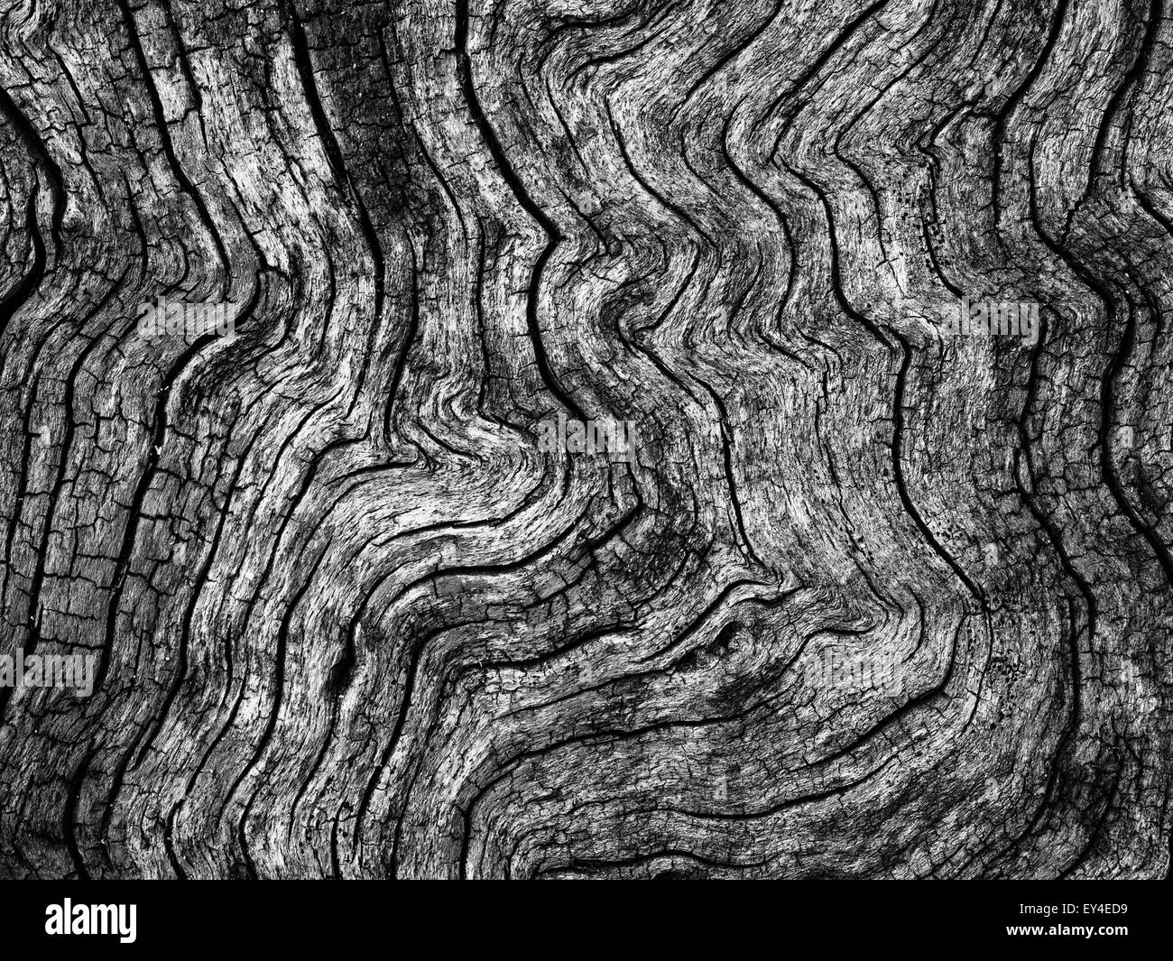 Le noir et blanc détail de l'écorce des arbres/texture. Banque D'Images