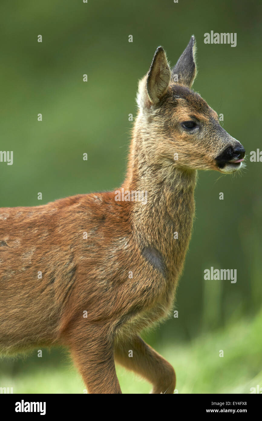 Le chevreuil (Capreolus capreolus) dans la prairie de la prairie Banque D'Images