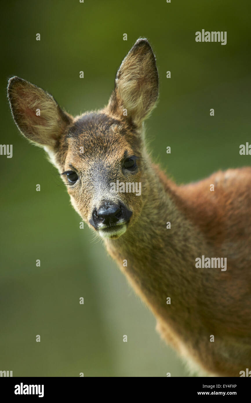 Le chevreuil (Capreolus capreolus)head and shoulders portrait Banque D'Images