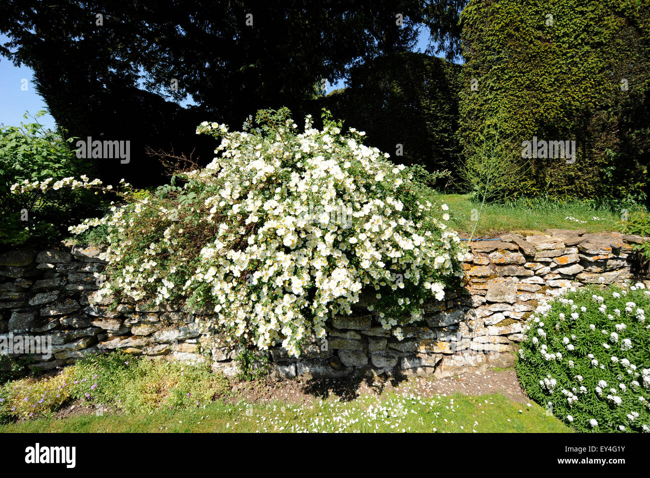 Briar écossais dans un jardin, l'Oxfordshire UK Banque D'Images