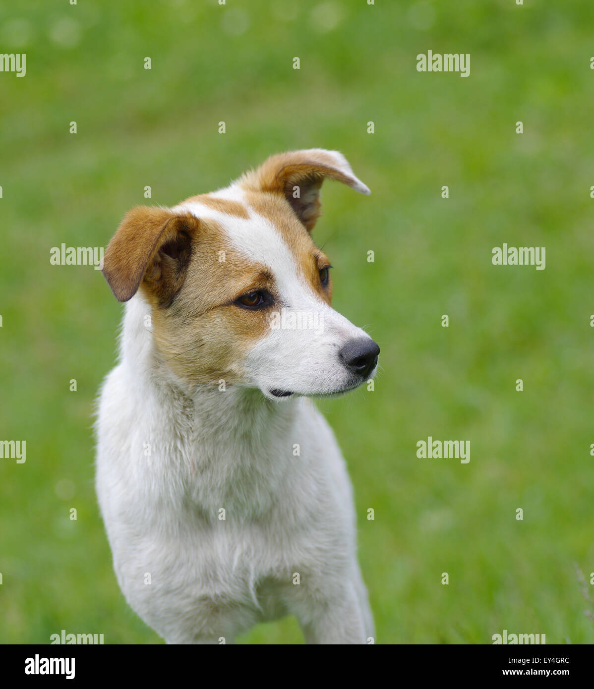 Portrait de l'adorable jeune chien Banque D'Images