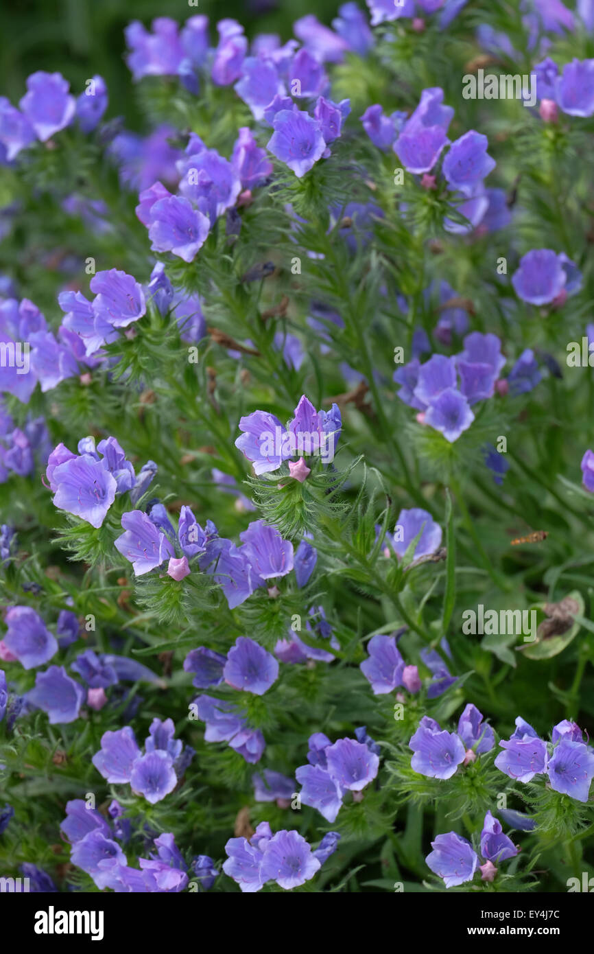 La culture des fleurs de buttage bleu dans un jardin au Royaume-Uni Banque D'Images