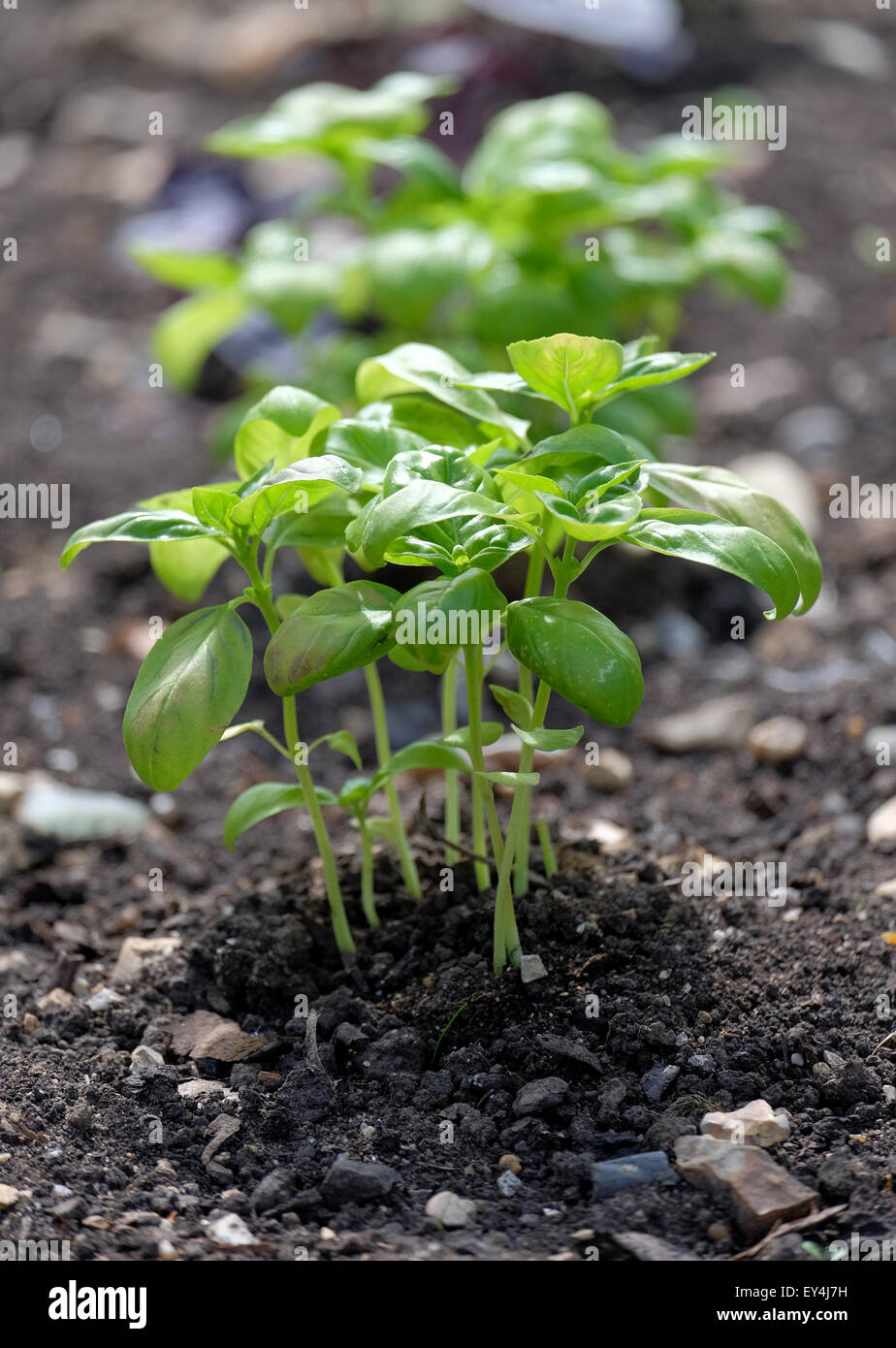 Le basilic plante poussant dans le jardin au Royaume-Uni Banque D'Images