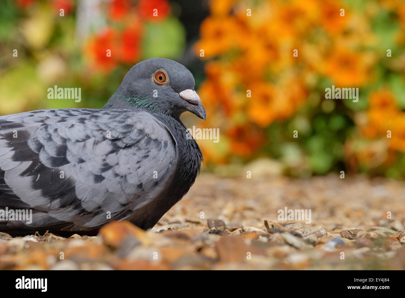 Un pigeon se reposant dans un jardin coloré dans le Hampshire UK Banque D'Images