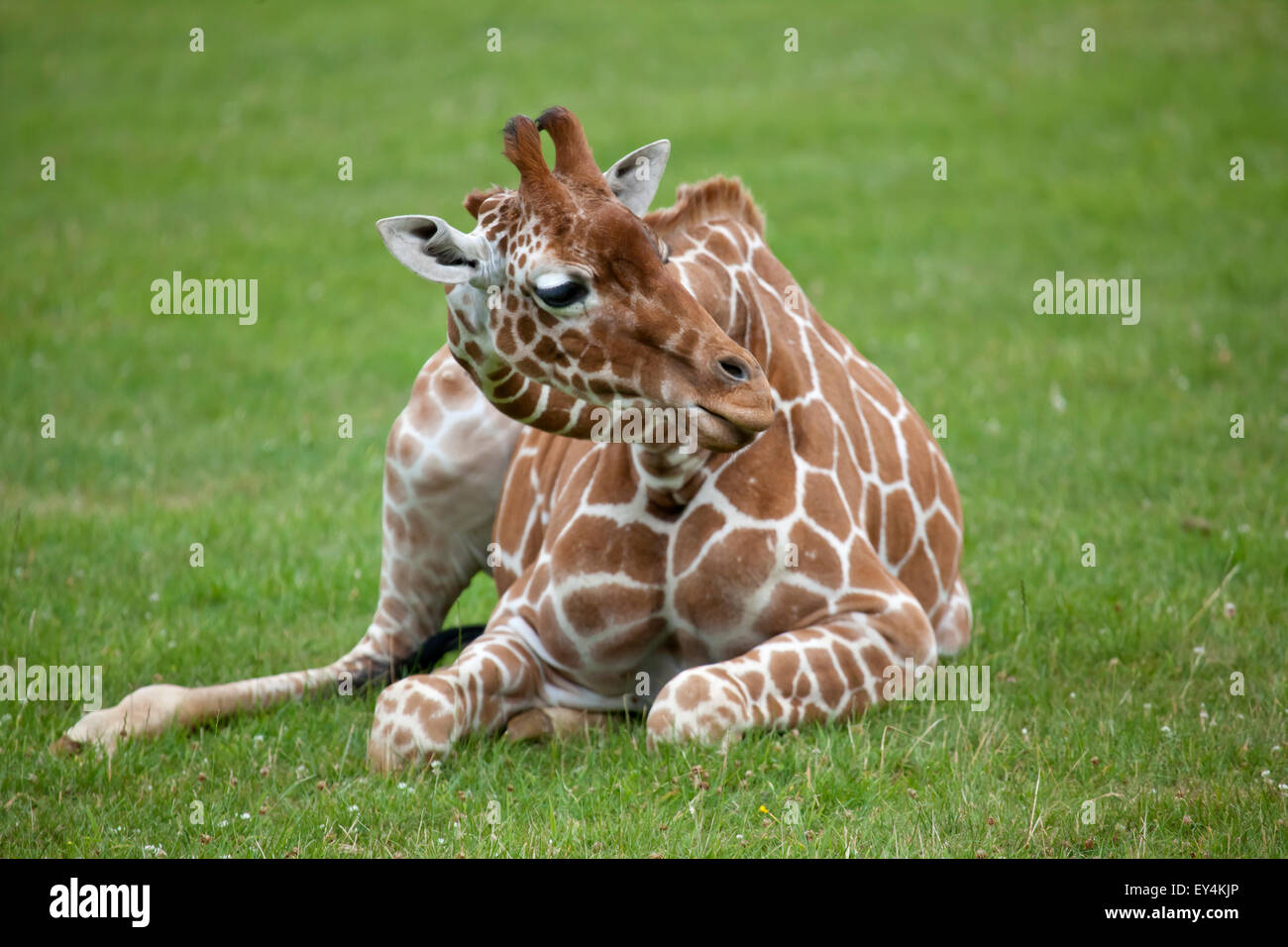 Un jeune giraffe réticulée assis dans un champ Banque D'Images