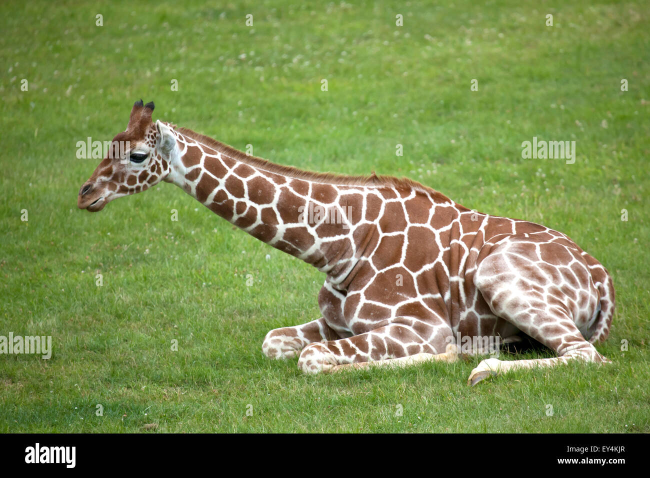 Un jeune giraffe réticulée assis dans un champ Banque D'Images