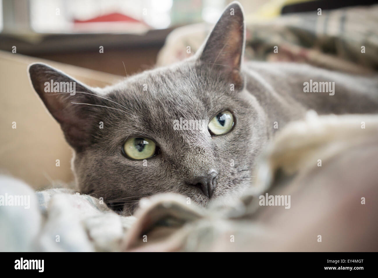 Un chat à poil court intérieure gris secourus sur une chaise dans un appartement à New York, le vendredi, Juillet 17, 2015. (© Richard B. Levine) Banque D'Images