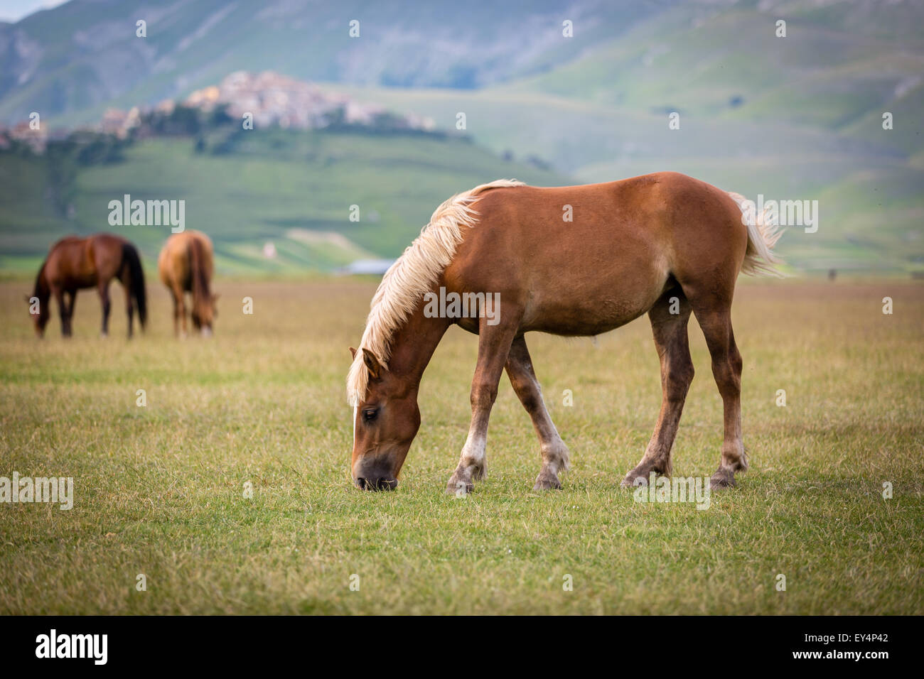 Horse au Piano Grande, Castelluccio di Norcia, Italie Banque D'Images