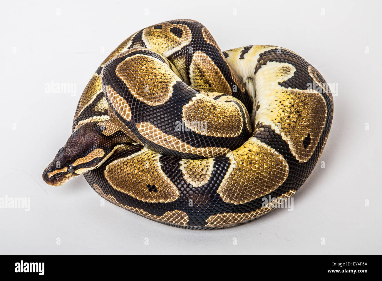 Python boule Banque D'Images