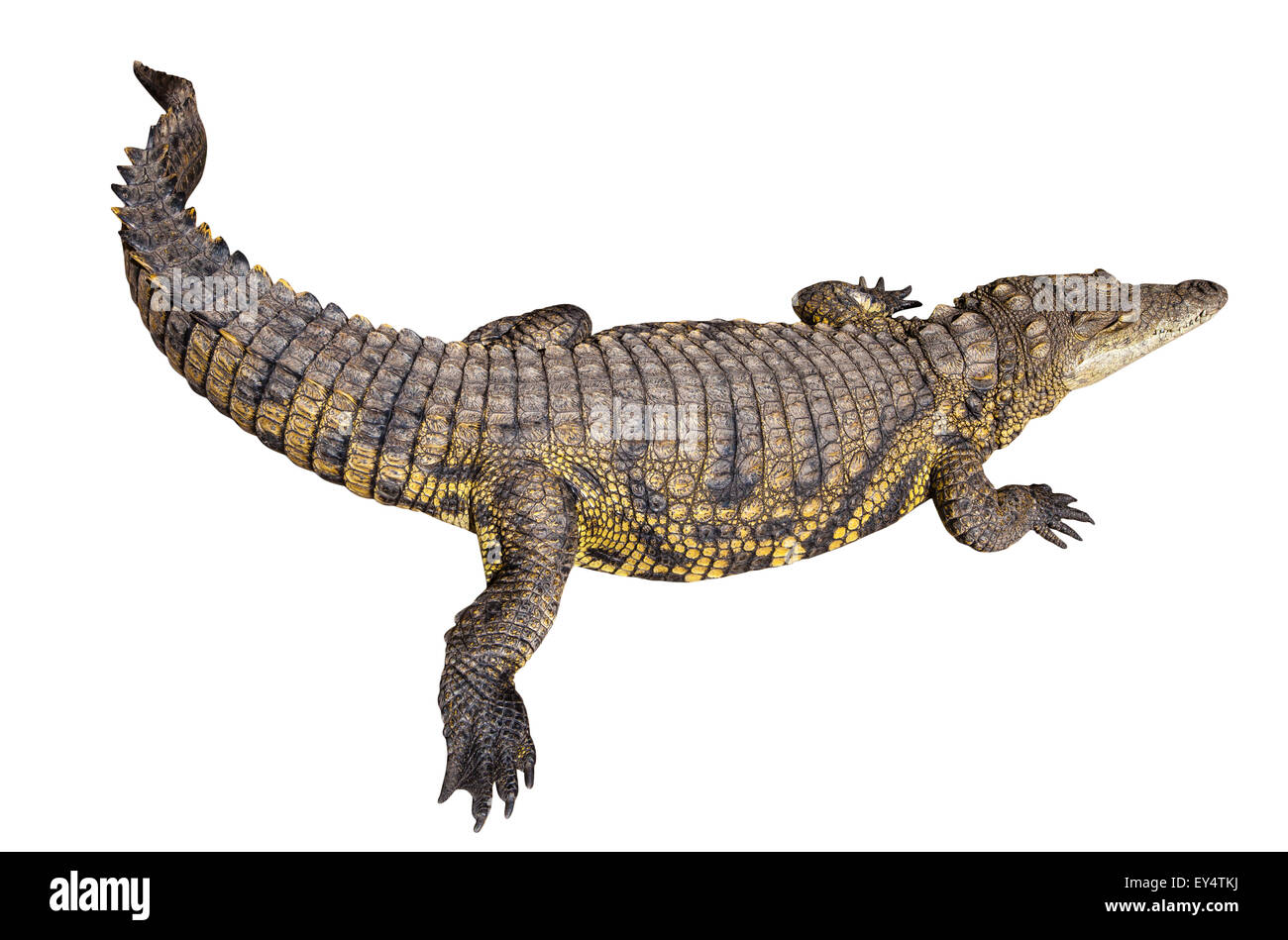 Crocodile du Nil Banque D'Images
