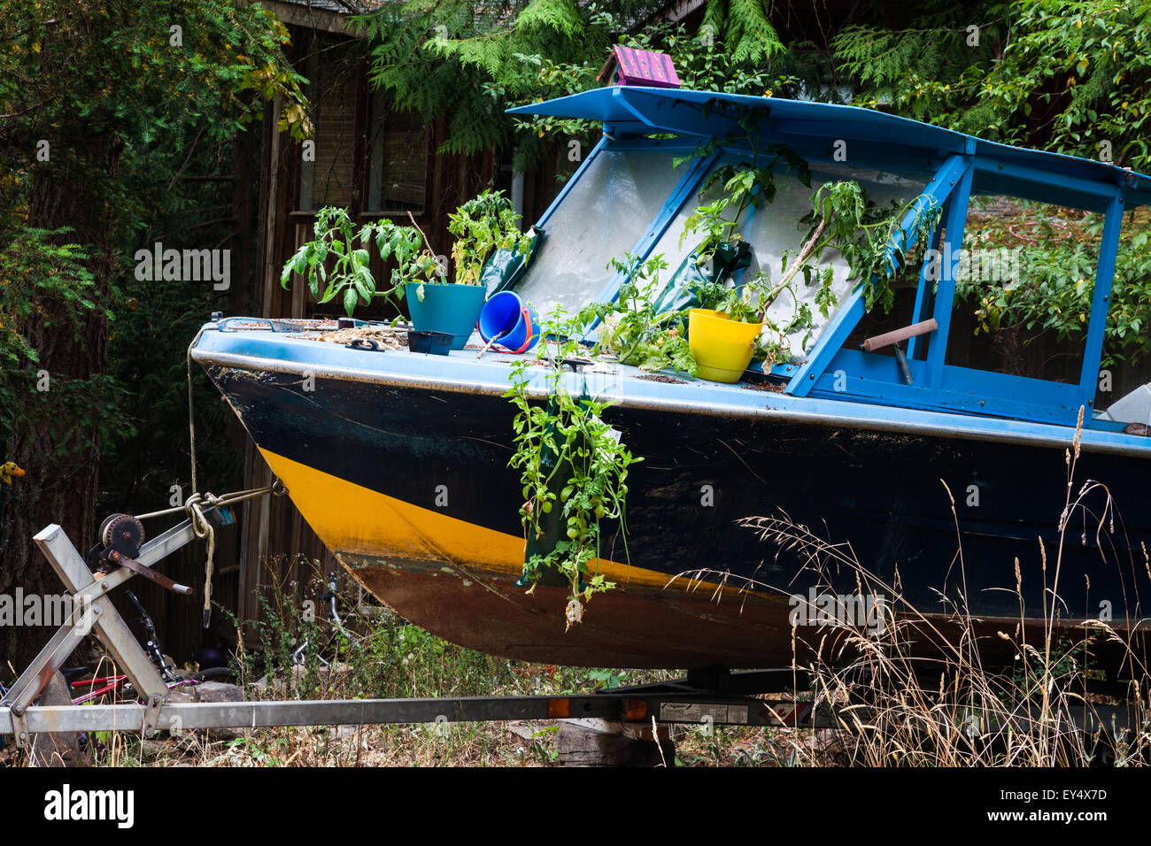 Les anciens bateaux de plaisance maintenant utilisé à l'appui des pots de plants de tomates sur la protection Island (Colombie-Britannique) Banque D'Images