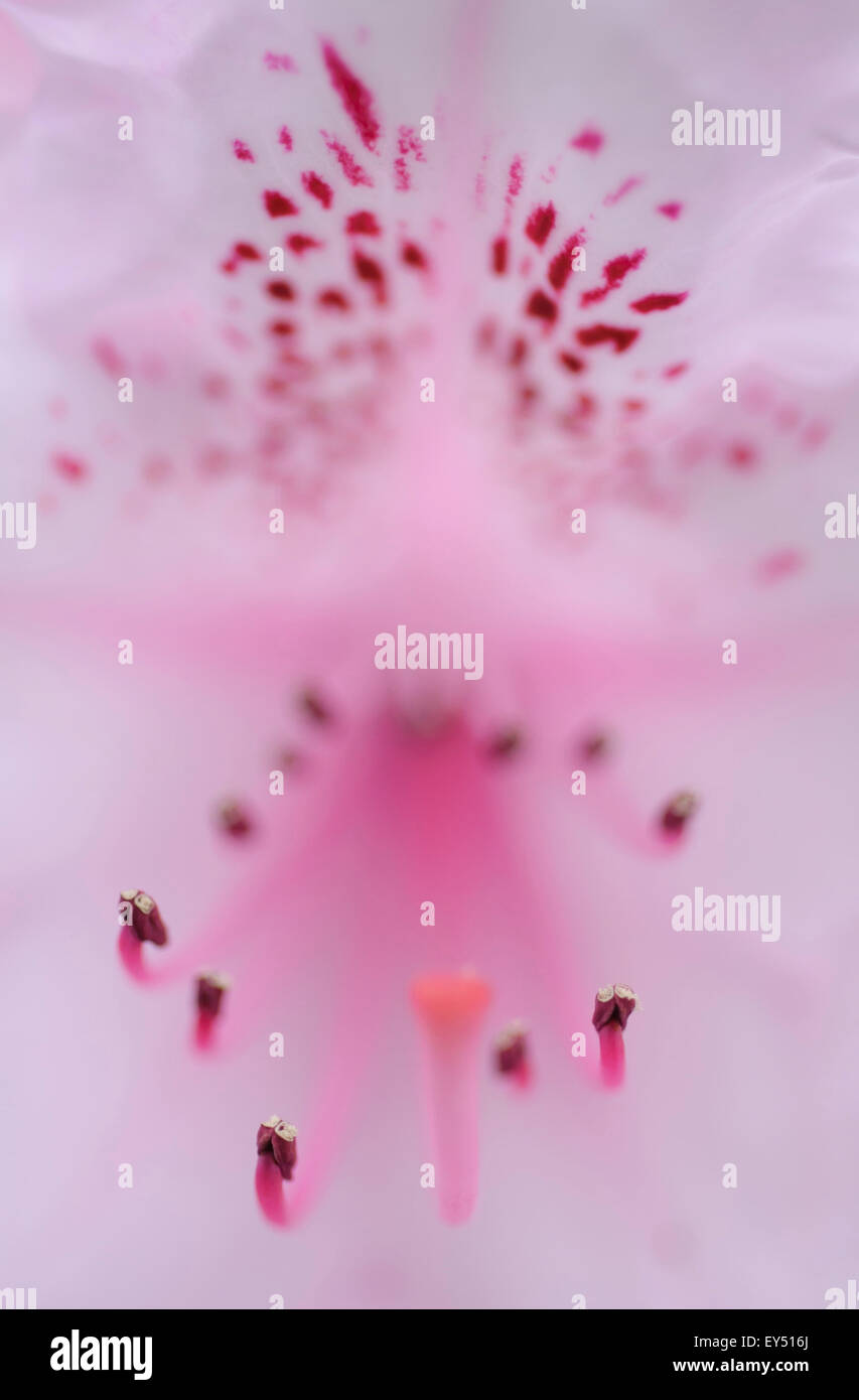 Libre d'azalées rose fleur, Royaume-Uni. Banque D'Images Libre d'azalées rose fleur, Royaume-Uni. Banque D'Images