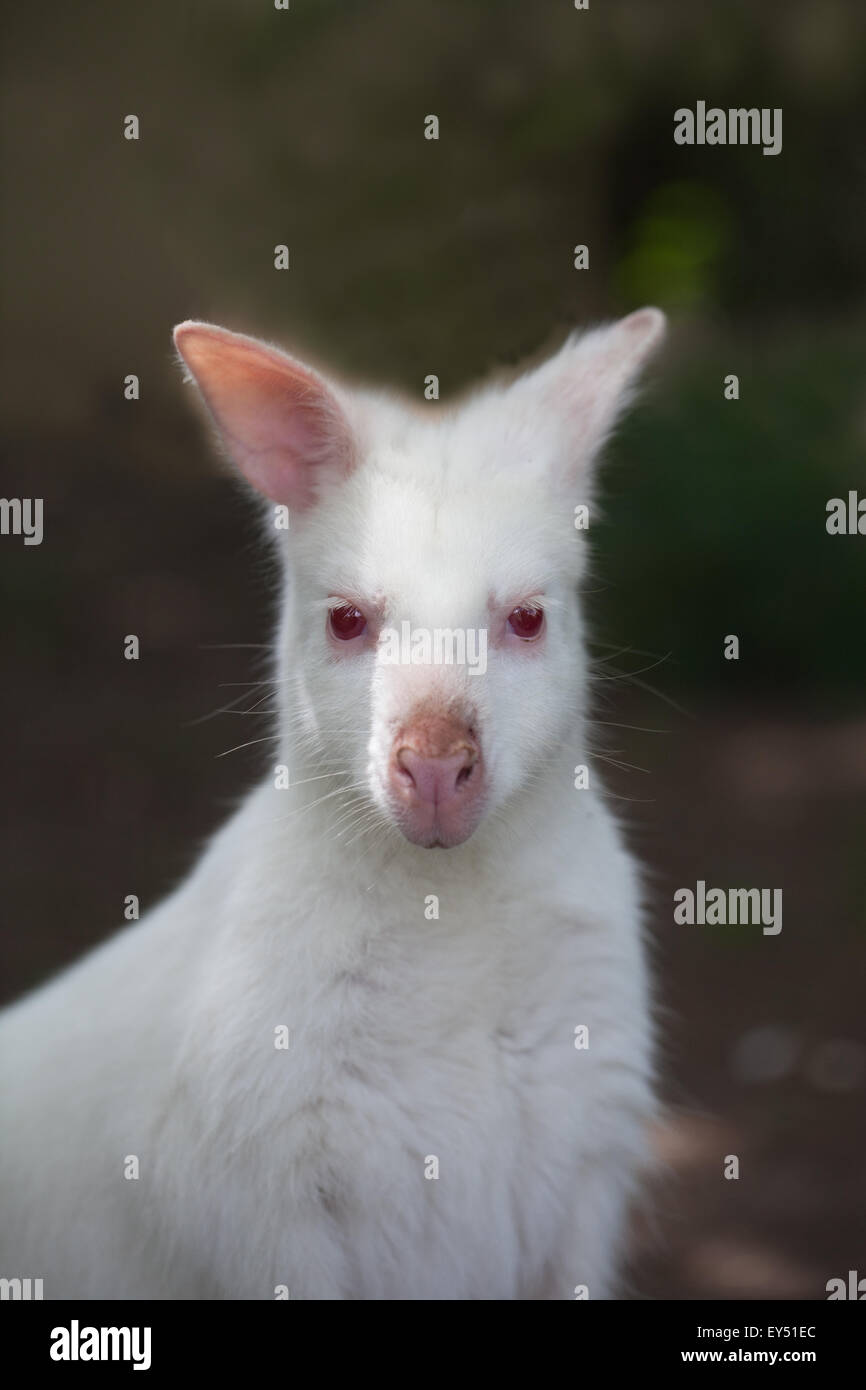 Blanc, albino, sous forme d'un ou de Bennett wallaby à cou rouge (Macropus rufogriseus). Peu de chances de survivre dans la nature sauvage de l'Australie. Banque D'Images