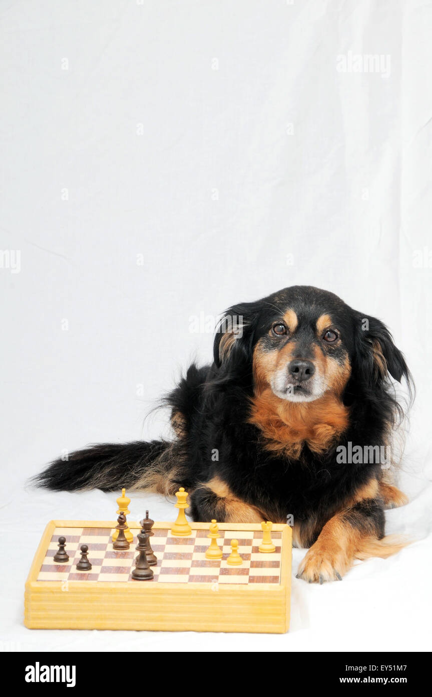 Smart Dog Playing Chess Banque D'Images