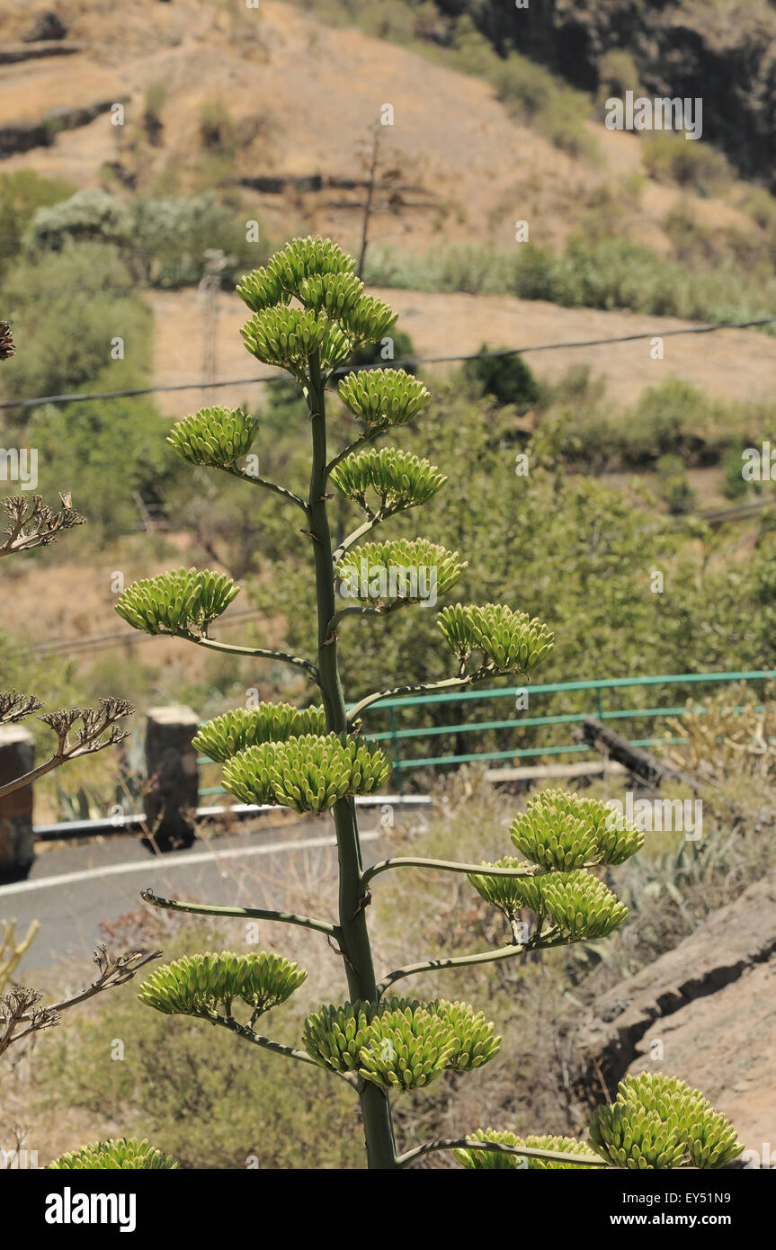 Fleurs d'Agave vert Banque D'Images