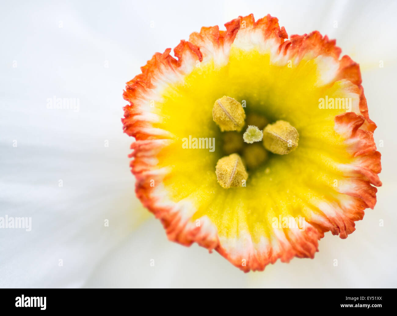 Gros plan extrême de la jonquille (Narcissus) blanc avec orange et jaune Centre, Royaume-Uni. Banque D'Images