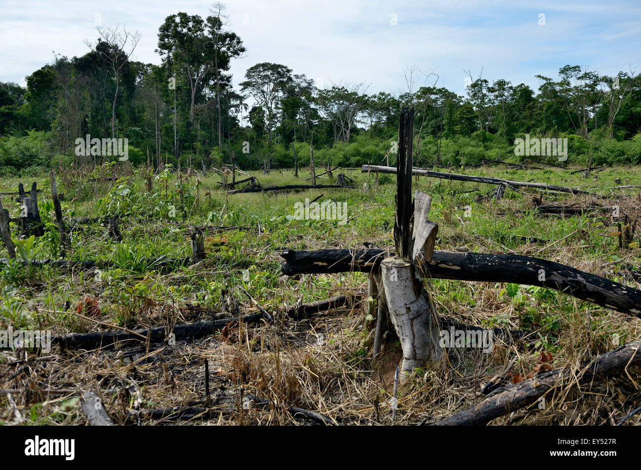 Des forêts pour obtenir des terres agricoles et des pâturages, forêt amazonienne, près de Puerto Maldonado, Madre de Dios Departameto Banque D'Images