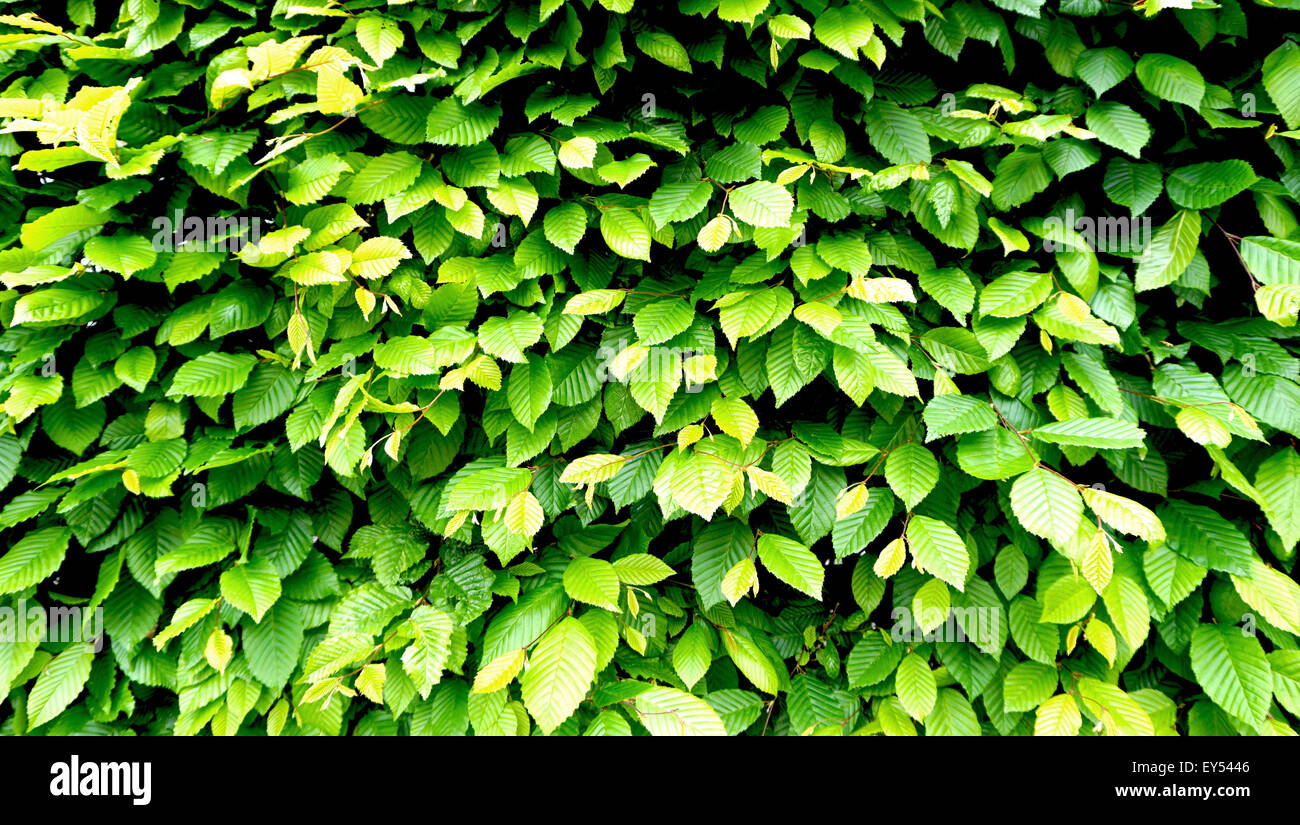 Plante verte horizontale clôture mur Banque D'Images