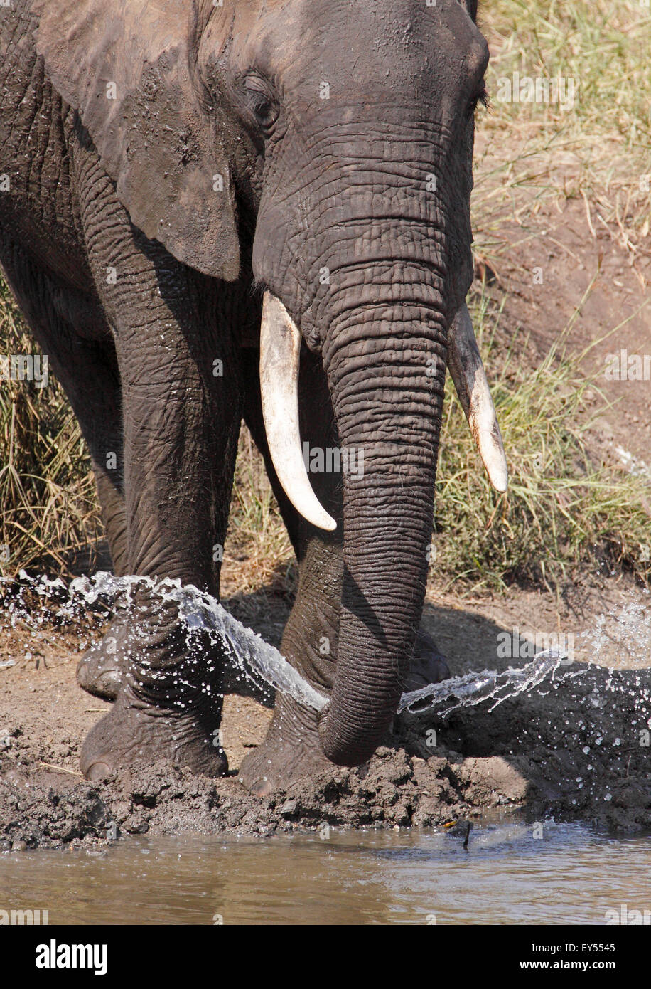 L'éléphant d'Afrique de l'expulsion de l'eau de son tronc - RSA Kruger Banque D'Images