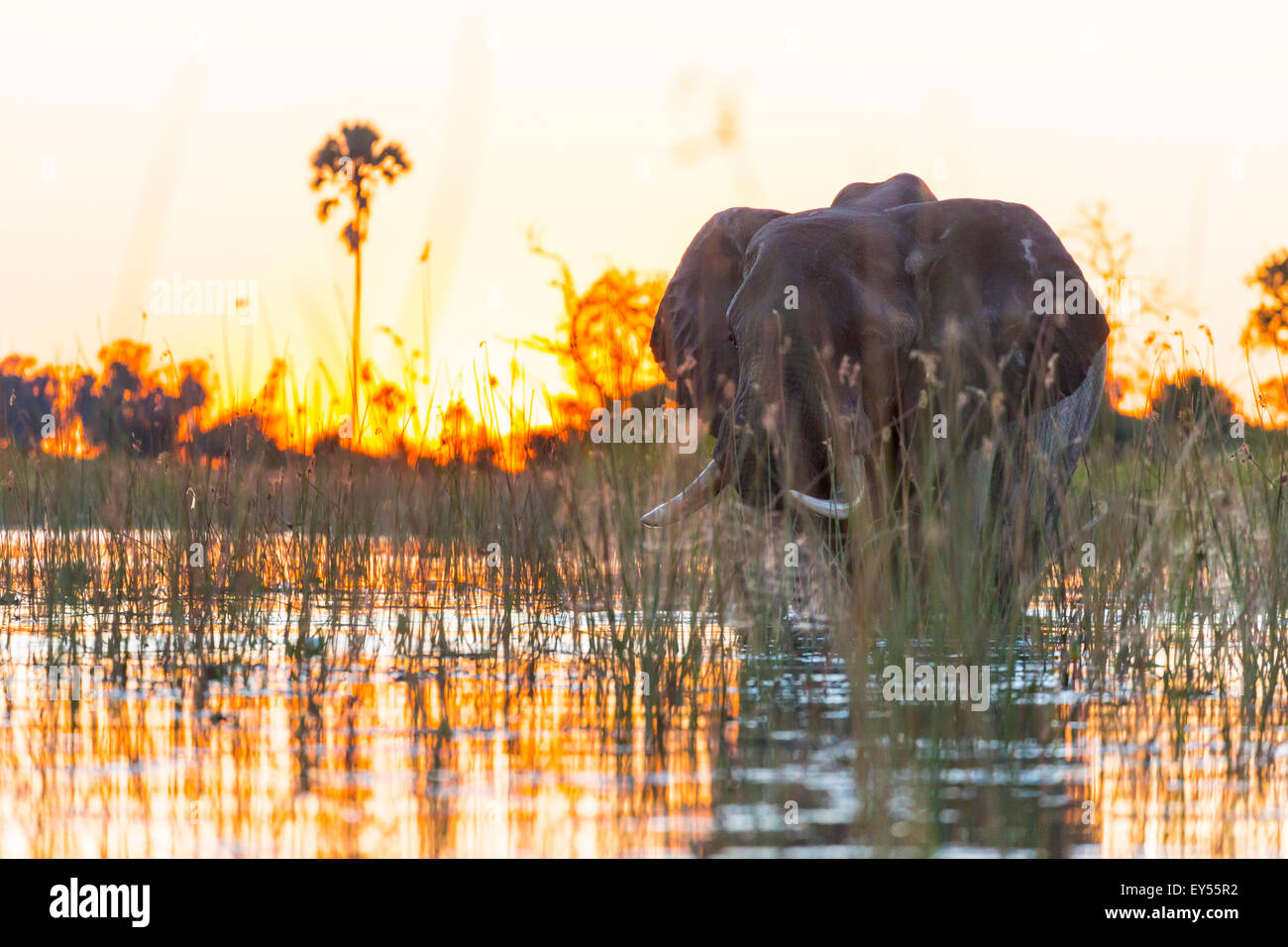 Les éléphants d'Afrique à l'aube - Delta de l'Okavango au Botswana Banque D'Images