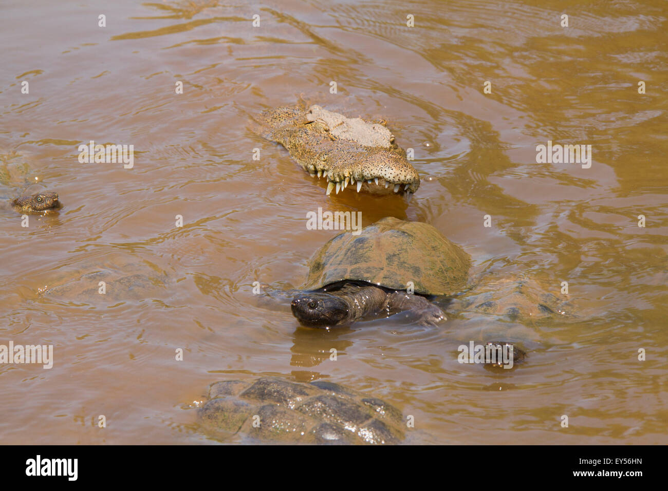 L'Afrique de l'Est de la boue dentelée de la tortue et le crocodile du Nil- trou d'eau saisonniers Kruger Banque D'Images