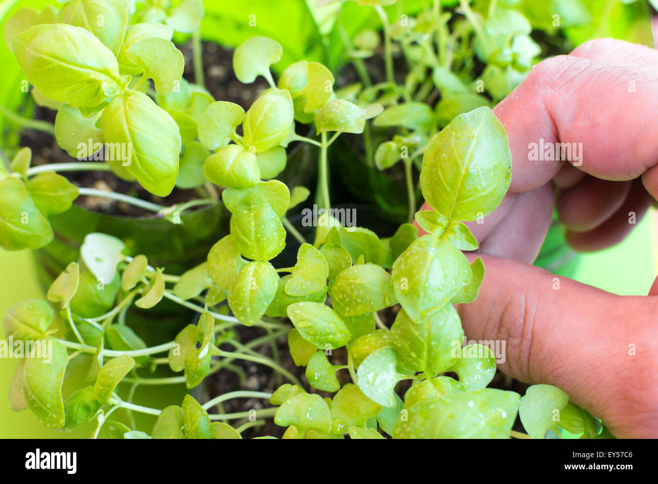 Homme de race blanche main et doigts choisir les jeunes feuilles de basilic  à partir d'une plante sur un fond vert Photo Stock - Alamy