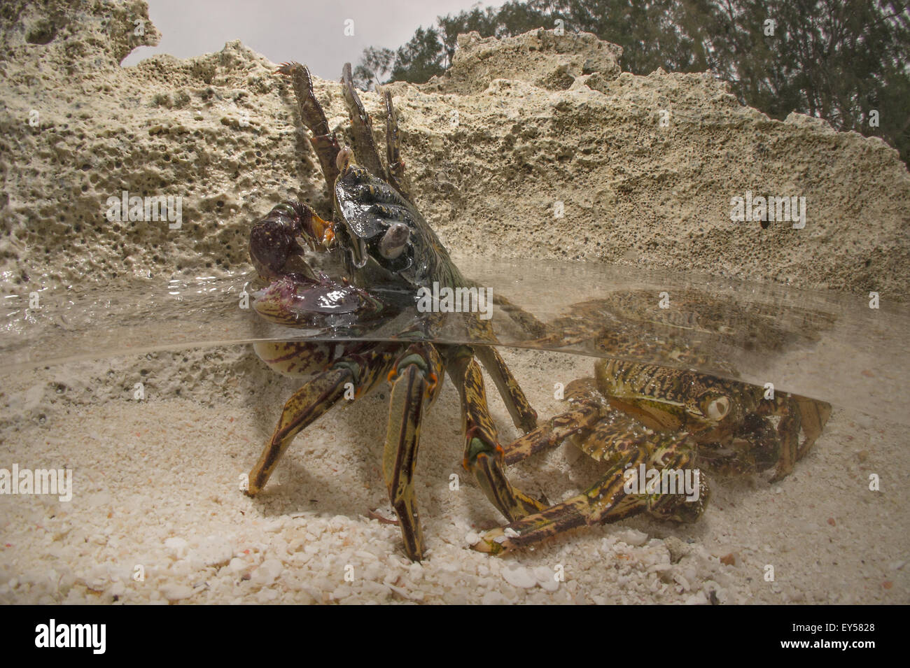 Natal mue Sally-pied-léger le crabe au bassin de marée - Tonga Banque D'Images