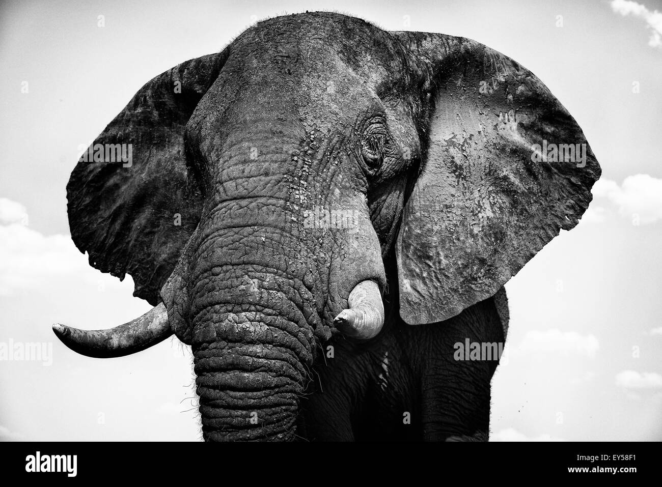 Portrait de l'Eléphant d'Afrique mâle - rivière Chobe Botswana Banque D'Images