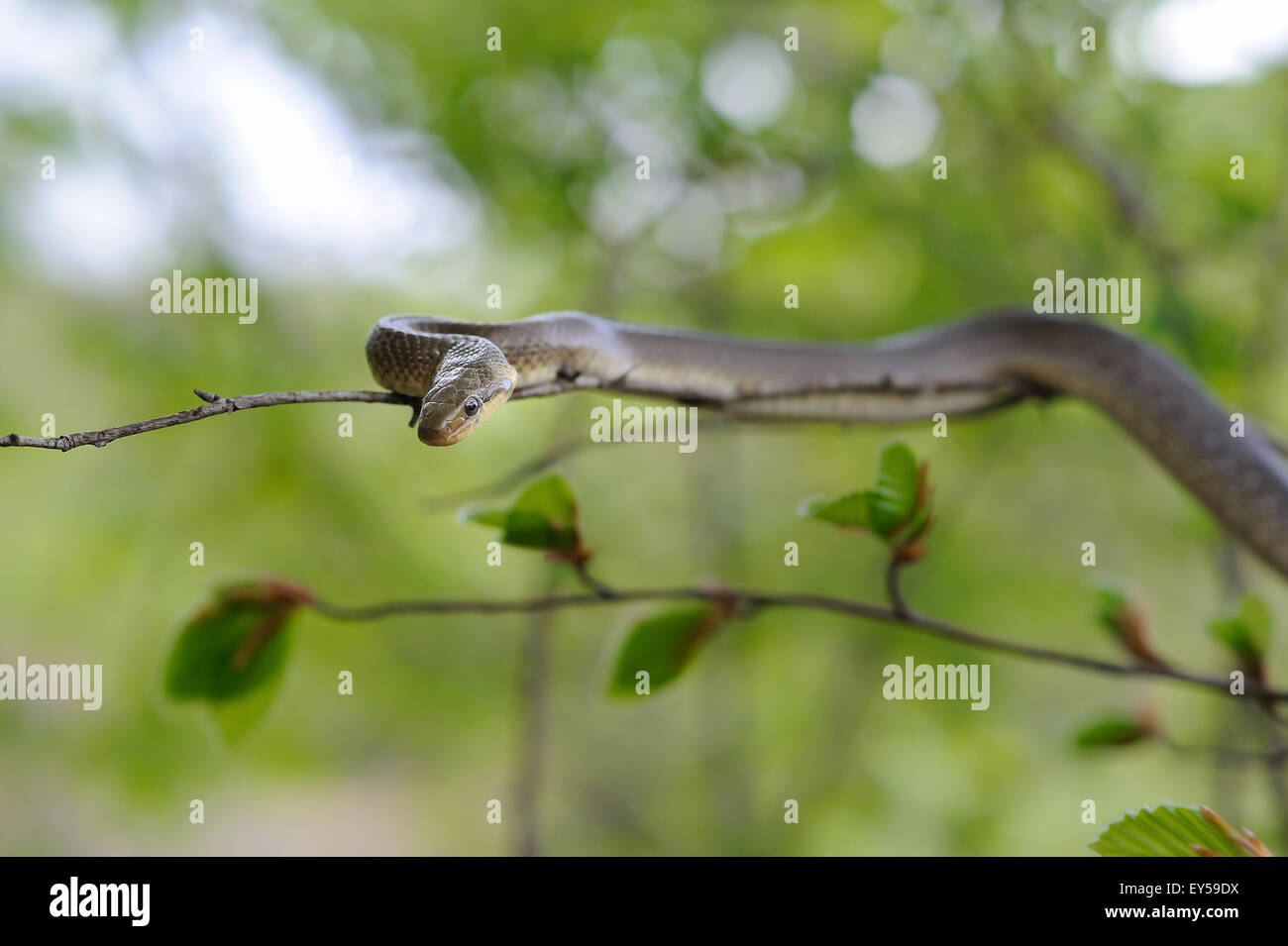 Aesculapian snake Banque D'Images