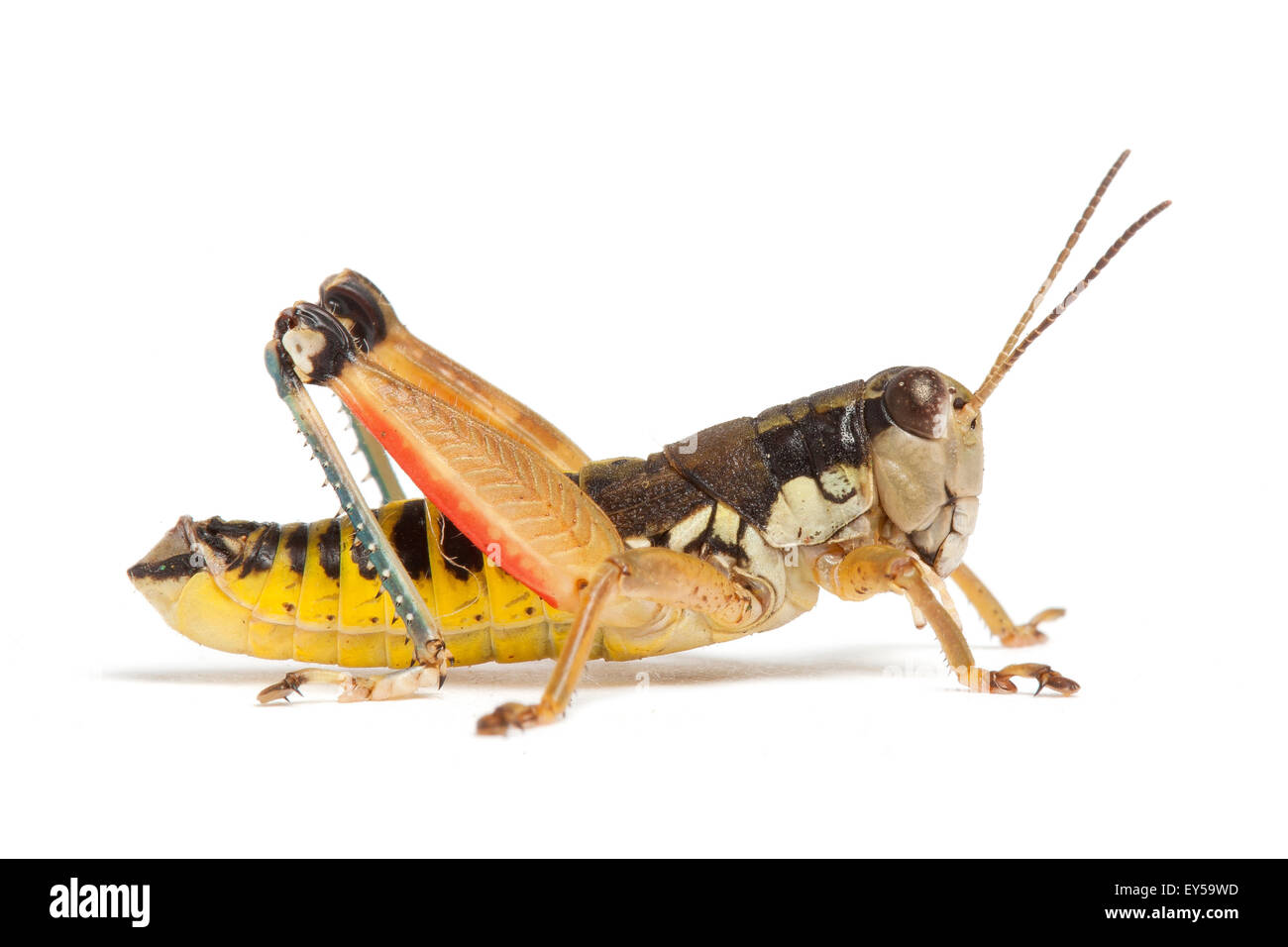 Grasshopper Banque D'Images