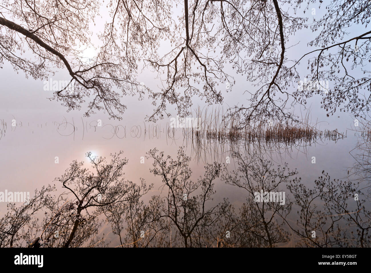 Feux d'hiver sur le lac de Brénod - Bugey France Banque D'Images