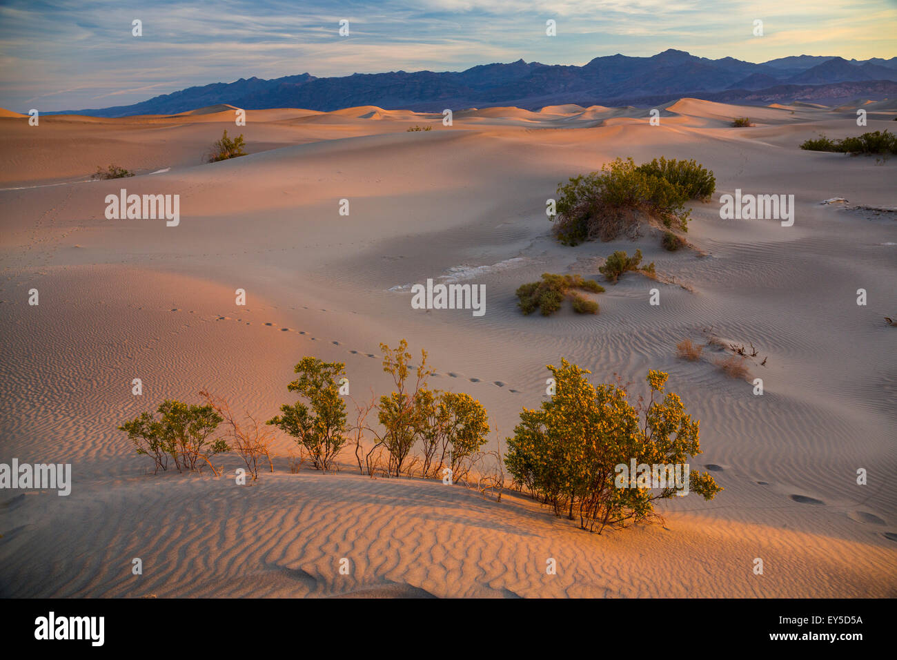 Télévision Mesquite Sand Dunes - Death Valley NP Californie Miel Mesquite (Prosopis glandulosa torreyana) Banque D'Images