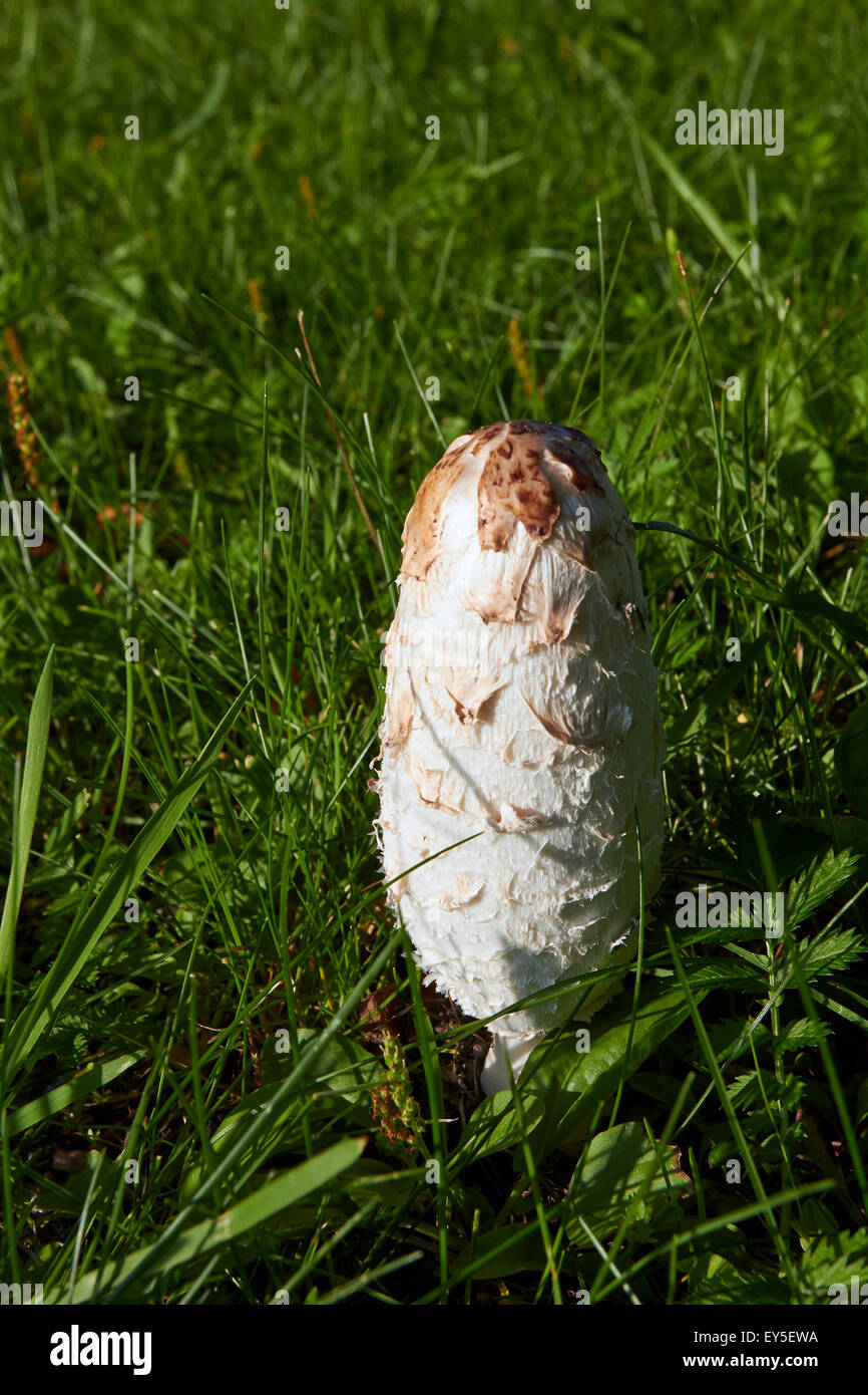 Coprinus comatus, shaggy cap d'encre, de champignons Europe Finlande Banque D'Images