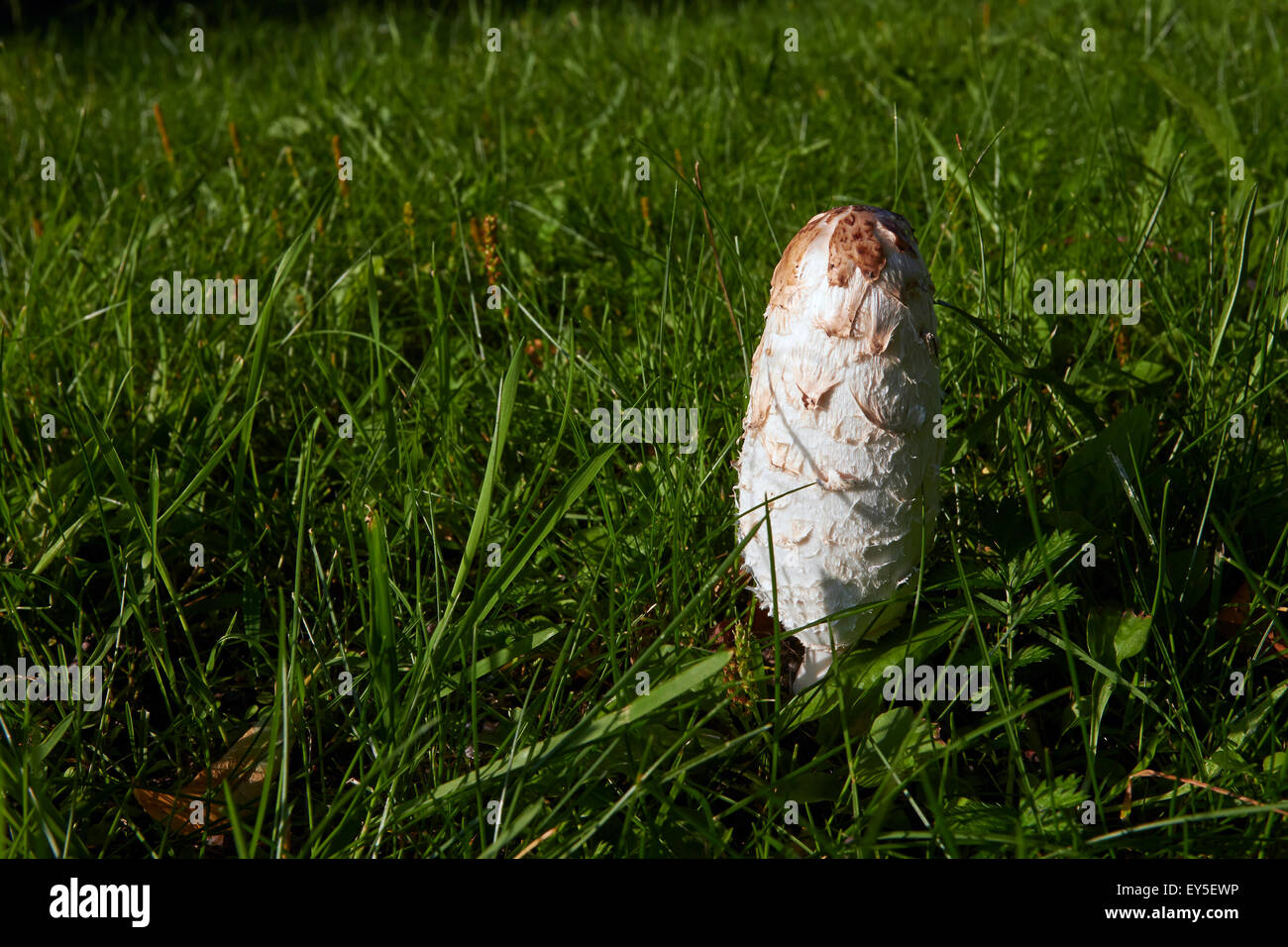 Coprinus comatus, shaggy cap d'encre, de champignons Europe Finlande Banque D'Images